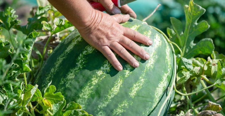Nálunk is megszívlelendő a dinnyefogyasztásra indított magyarországi kampány