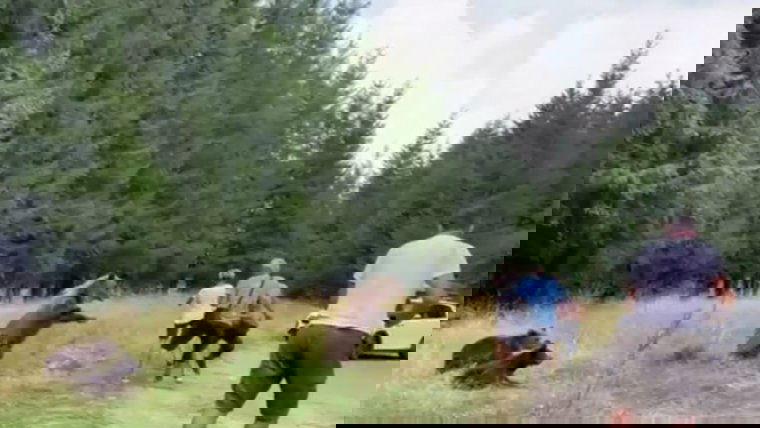 Nekirontott a turistáknak egy hárombocsos anyamedve a Transzfogarasi út erdélyi szakaszán (Videó)