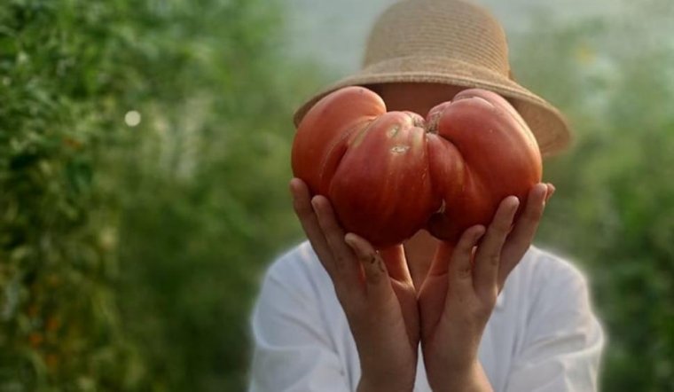 Messze még a világrekord, de nem semmi az a paradicsom sem, ami egy romániai kutatóállomáson termett