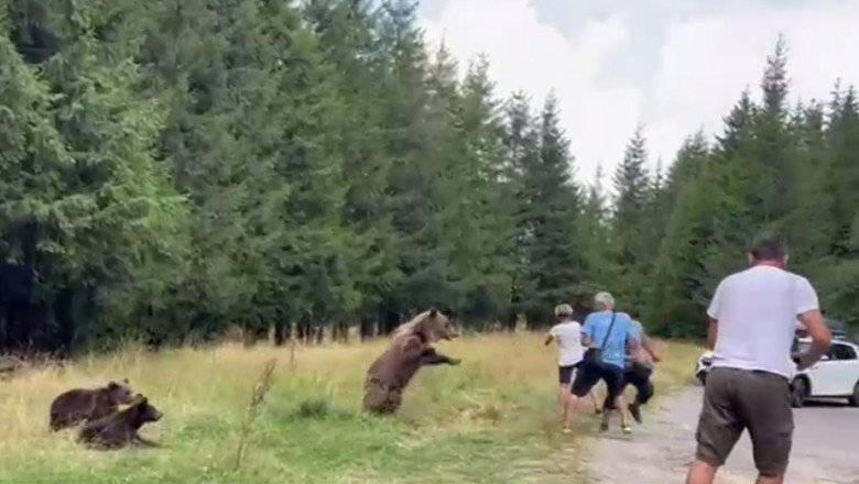 Állati erő. Az anyamedve sikeresen riasztotta el a túl közel merészkedő turistákat a bocsai közeléből •  Fotó: WhatsApp