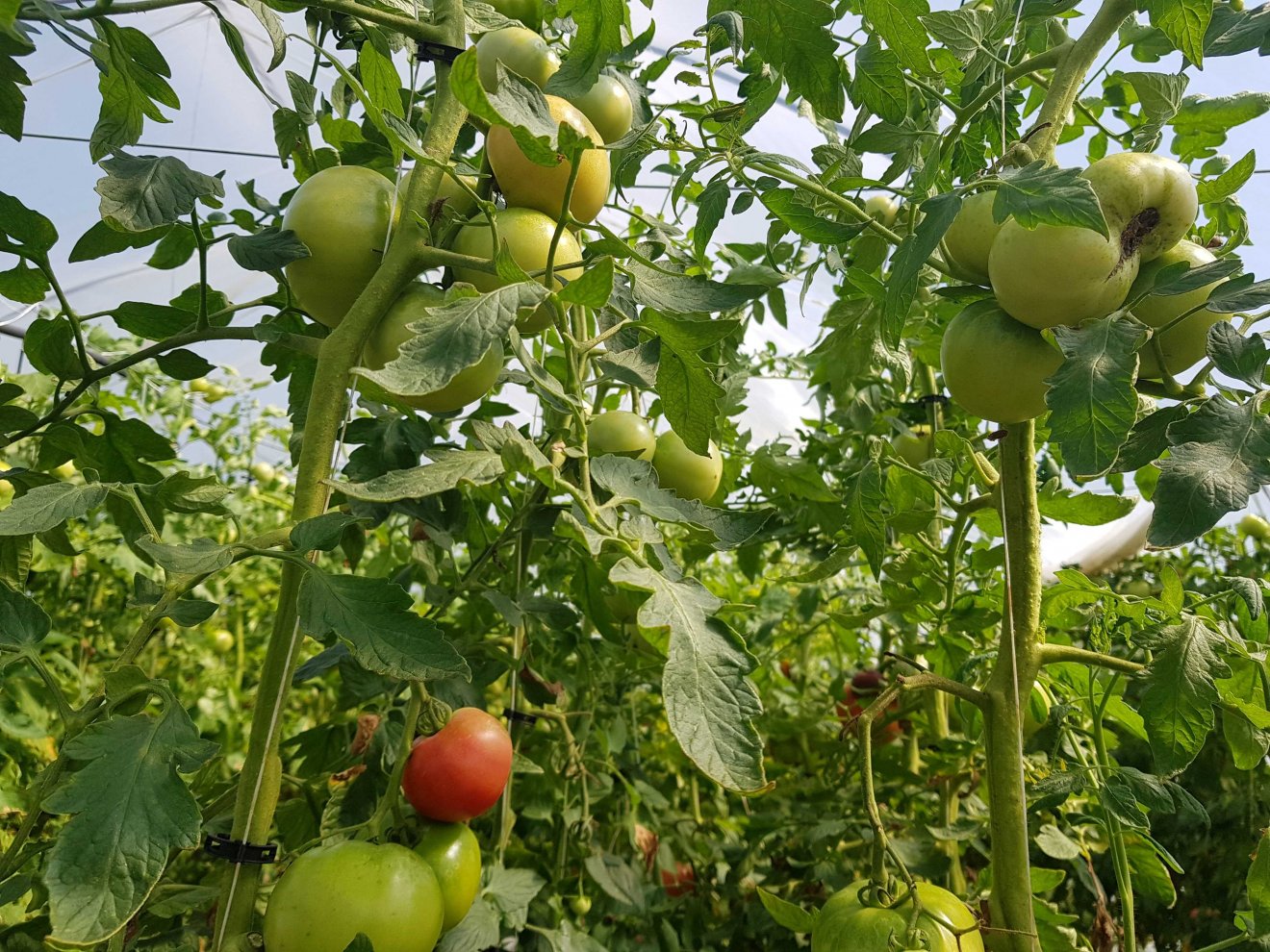 Az agrárvállalkozó területeinek csak kis részére igényelhetett de minimis támogatást •  Fotó: Makkay József