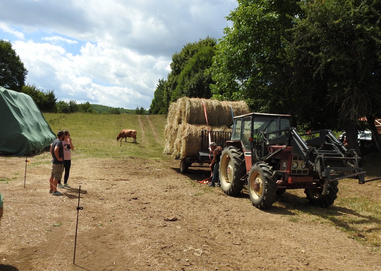 A farmra szállított téli eleséget kazlakba rakják •  Fotó: Makkay József