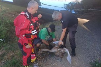 Tűzoltók mentettek meg egy hattyúfiókát Nagyváradon, miután belegabalyodott egy horgászzsinórba