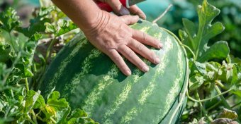 Nálunk is megszívlelendő a dinnyefogyasztásra indított magyarországi kampány