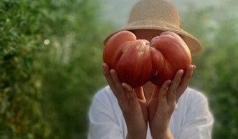 Messze még a világrekord, de nem semmi az a paradicsom sem, ami egy romániai kutatóállomáson termett
