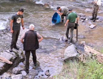 Őshonos pisztrángokat telepítenek vissza erdélyi hegyi folyókba