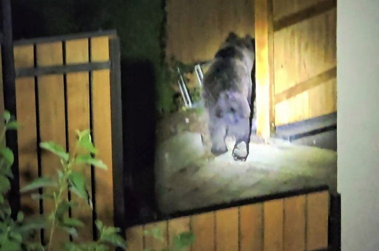 Borboly Csabánál járt a medve