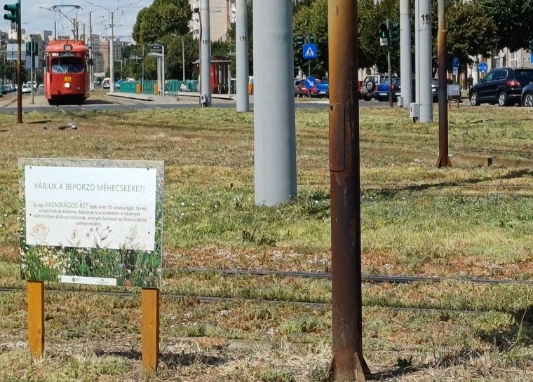 Huszonhétezer köbméter öntözővizet spórolt meg a villamossínek menti zöldítéssel az aradi önkormányzat