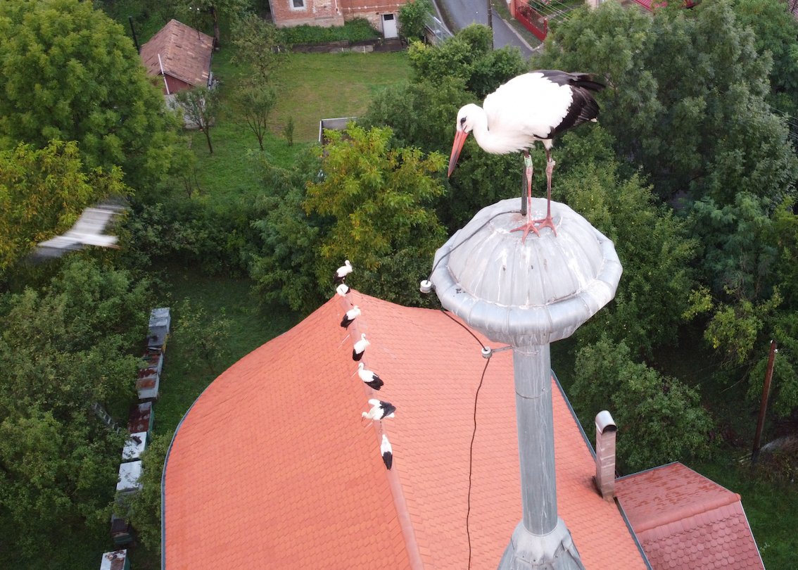 Lengyelországban gyűrűzött átutazó gólya a magyarfenesi (Kolozs megye) református templom toronygombján •  Fotó: Gazda Árpád