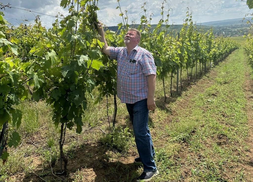 Égi áldásra várva. Balla Géza szerint  a korábbi évek terméshozamának a fele termett idén, ennek ellenére nagyon jó a minőség, megfelelő az alkoholszint •  Fotó: Facebook/Balla Géza Pincészet