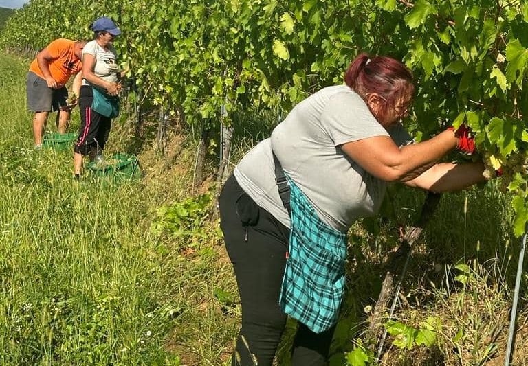 Olyan aszály volt idén, hogy egy normális évhez képest egy hónappal korábban kezdték el a szüretet Arad-Hegyalján •  Fotó: Facebook/Balla Géza Pincészet