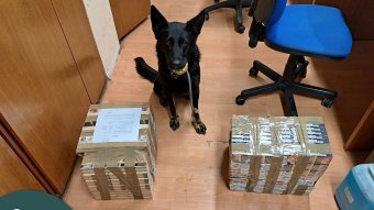 Több millió forintos fogást szagolt ki a román kisbuszban a magyar keresőkutya (videóval)