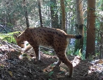 Nappal ritkán látható ragadozót, a hiúzt kapta lencsevégre egy erdei kamera (VIDEÓ)