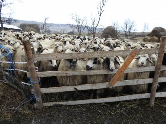 Létezik juhpestis elleni védőoltás, de a bevezetésével három évig leállítanák Románia élőállatexportját
