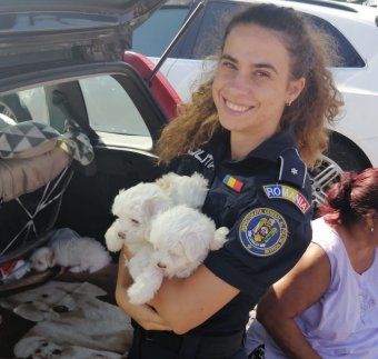 Állategészségügyi könyvecske nélküli, túl fiatal kutyakölyköket árult, bűnvádi eljárás lett belőle