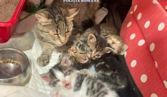 Rekordösszegű bírságot kapott a megunt macskáit utcára kihajító szászrégeni nő