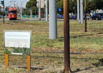 Huszonhétezer köbméter öntözővizet spórolt meg a villamossínek menti zöldítéssel az aradi önkormányzat