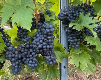 Visszaesett a borfogyasztás és a termelés is Romániában