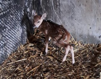 Ünnep előtti jó hír: pettyes szarvas született a Marosvásárhelyi Állatkertben