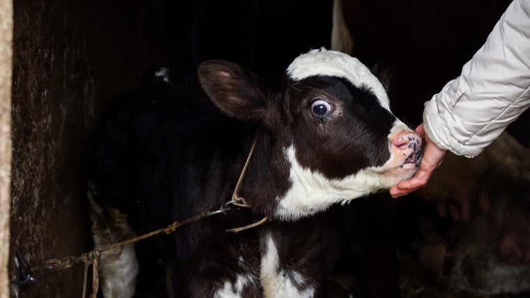 Családi gazdaság a Mezőségen, ahol megéri a tejtermelés és disznótartás (VIDEÓ)