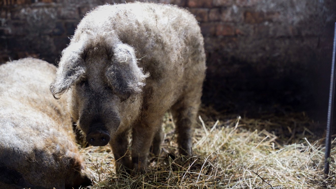 •  Fotó: Orbán Orsolya