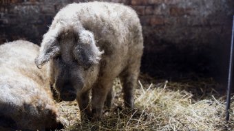Mangalicafarmtól a sajtműhelyig: új turisztikai hálózat épül Hargita megyében