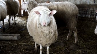 Romániából hurcolták be Magyarországra a kiskérődzők pestisét