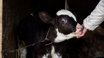 Családi gazdaság a Mezőségen, ahol megéri a tejtermelés és disznótartás (VIDEÓ)