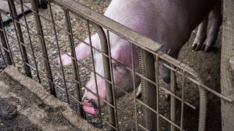 Ünnepek előtt emelkedhet a disznóhús ára, a lakosság főként nagyáruházban vásárolja