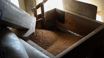 Továbbra is Románia az EU legnagyobb gabonaexportőre – Rekord az állattenyésztési ágazatban