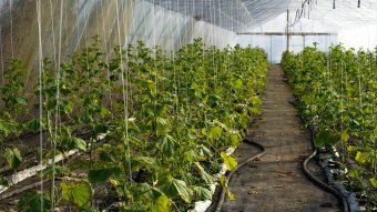 Tovább támogatja a kormány az agrár-élelmiszeripari termékeket