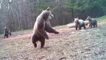 Civil szervezet próbálja megakadályozni a veszélyes medvék kilövését az egyik székelyföldi megyében