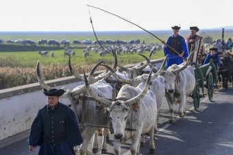 Behajtási ünnep és darufesztivál Szent Dömötör-napján