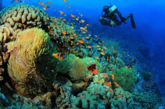 Egy erdélyi búvár nagyvilági kalandjai – Szabó Jenő Jacques Cousteau csapatában is megfordult