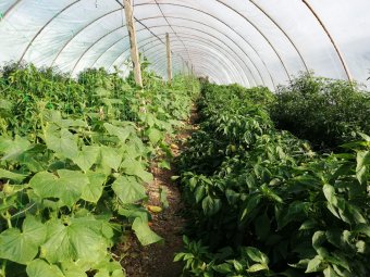 Új törvény szabályozza Magyarországon a gazdálkodók és felvásárlók viszonyát, az erdélyiek is jól járnak