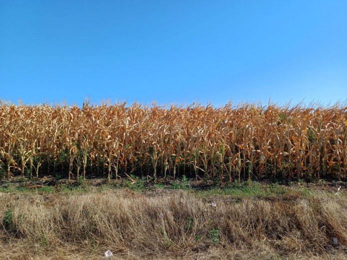 Hivatalosan négyszeresére nőtt az aszály sújtotta terület Romániában