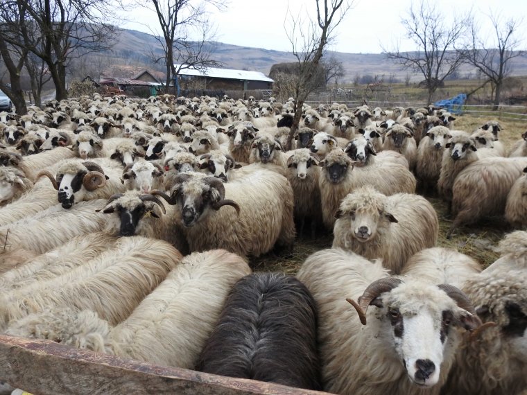 Megmenekült a juhászat a csődtől, a hatóságok rekordidő alatt számolták fel a juhpestist