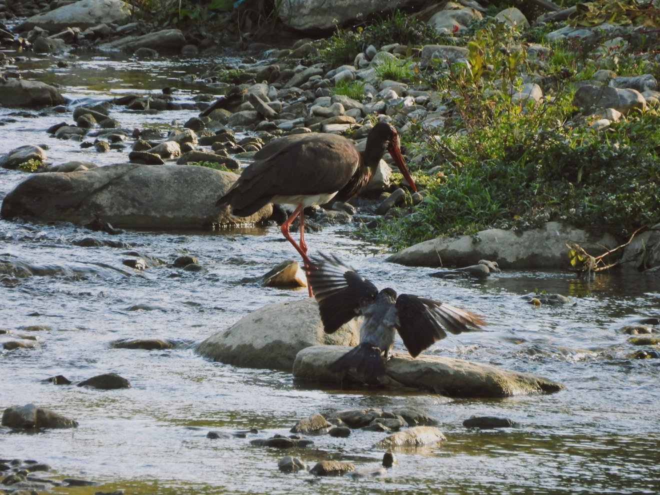 •  Fotó: Vali Bălan/ Bucegi Nemzeti Park