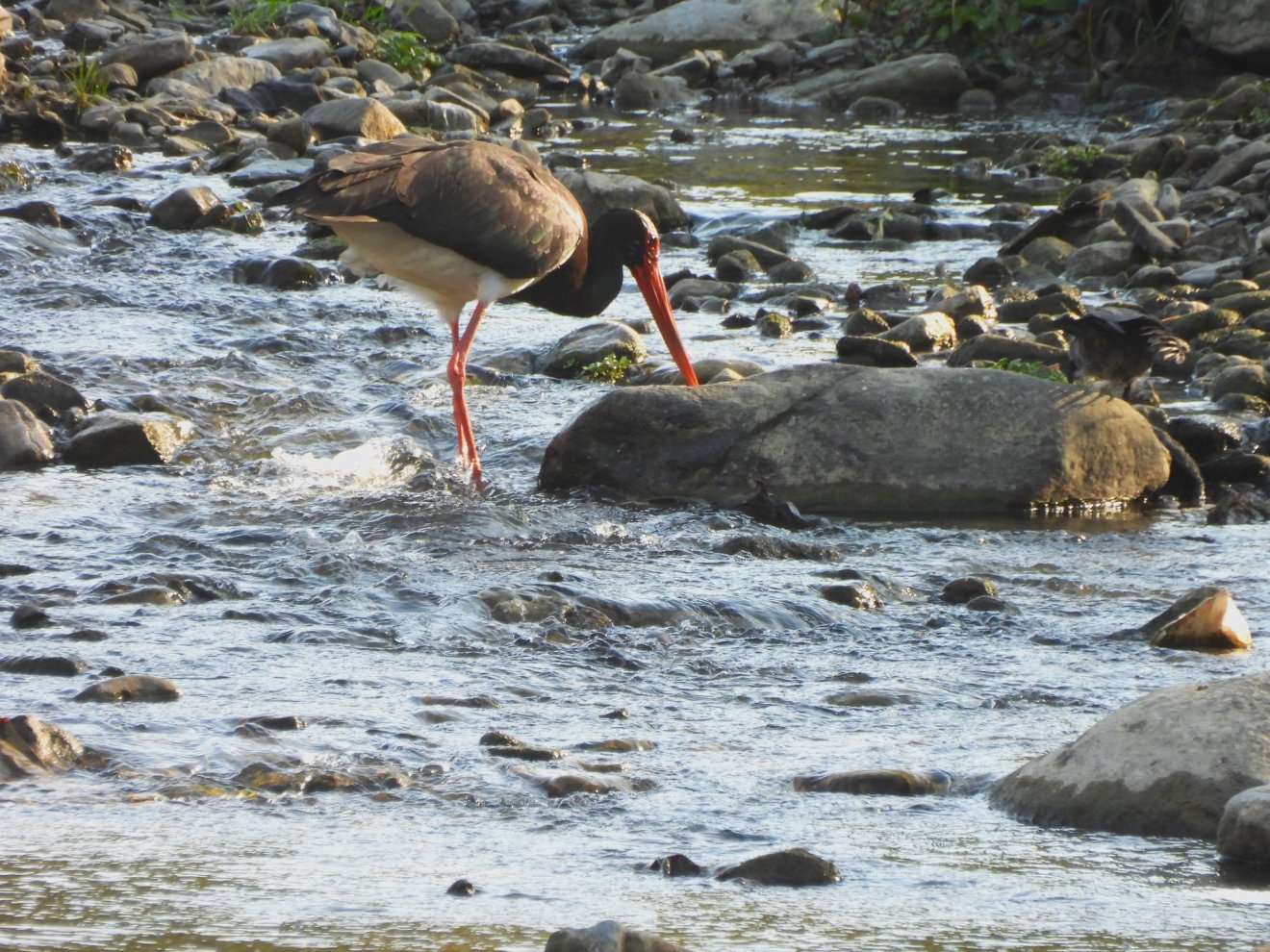 •  Fotó: Vali Bălan/ Bucegi Nemzeti Park