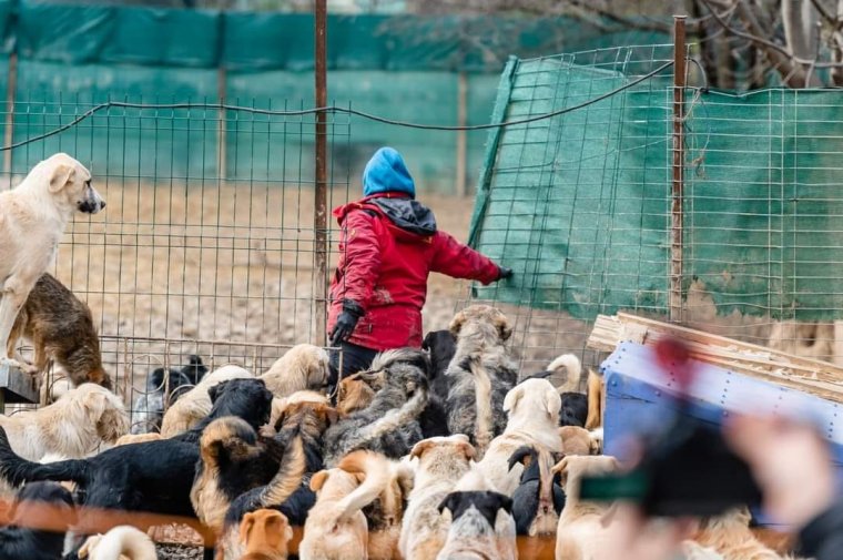 Átmeneti otthont biztosítva népszerűsíti a kutyák, macskák örökbefogadását a kolozsvári Sirius Animal Rescue alapítvány