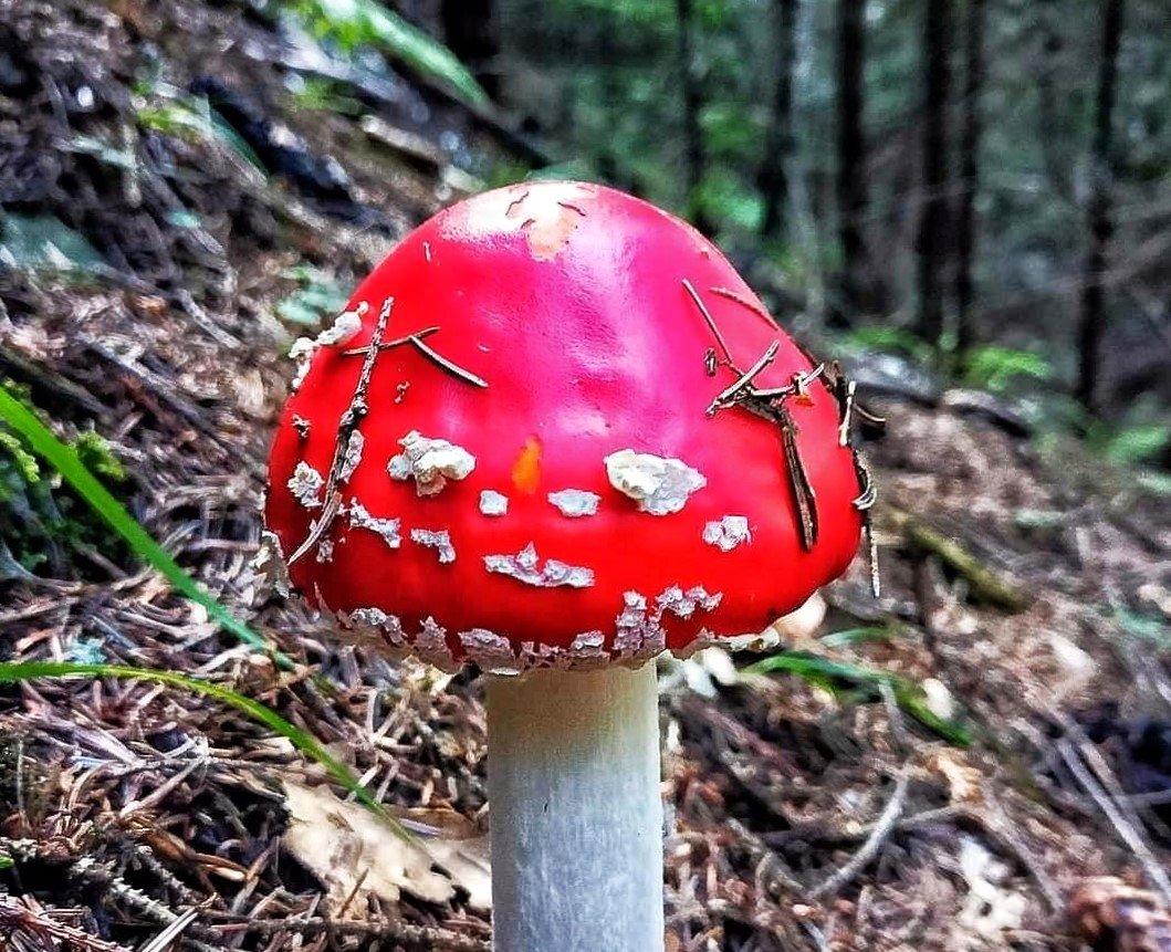 A szépséges, de mérgező légyölő galóca, latin nevén Amanita muscaria •  Fotó: Nicu Stoica/Romsilva/Facebook