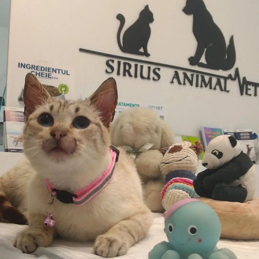 Cicák is szerető gazdikra várnak •  Fotó: Facebook/Sirius Animal Rescue