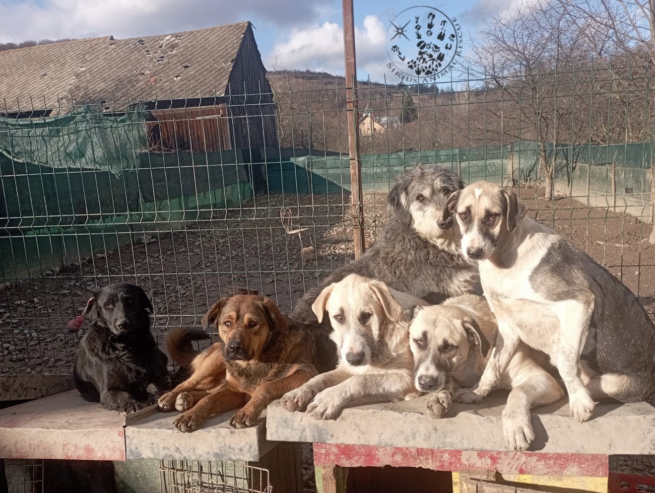 Az alapítvány Kolozs megye szintjén szeretné megoldani a túlszaporodás, kóbor állatok problémáját •  Fotó: Facebook/Sirius Animal Rescue
