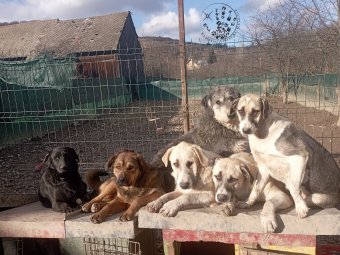 Állatok Világnapja: a világ az ő otthonuk is
