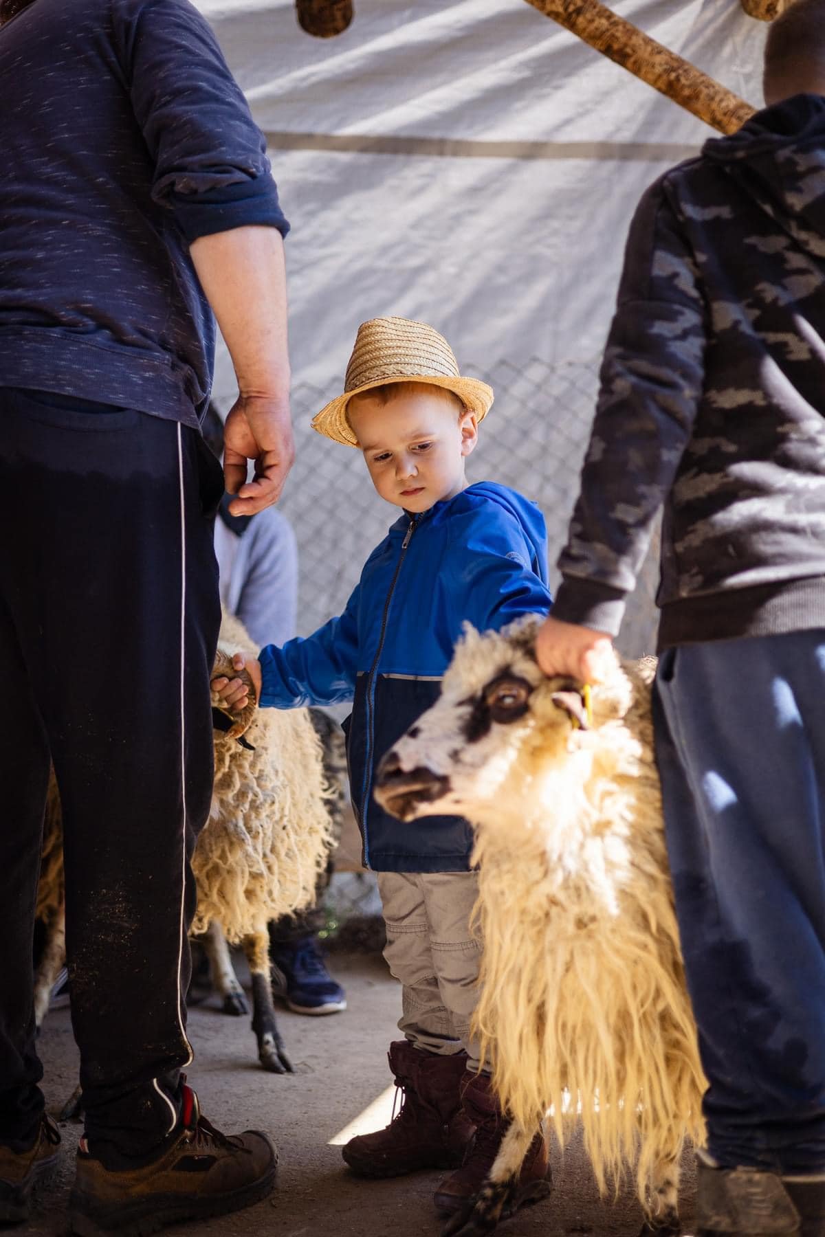 Juhmérés a Kolozs megyei Mérában április •  Fotó: Folkotthon/Sándor Lóránd