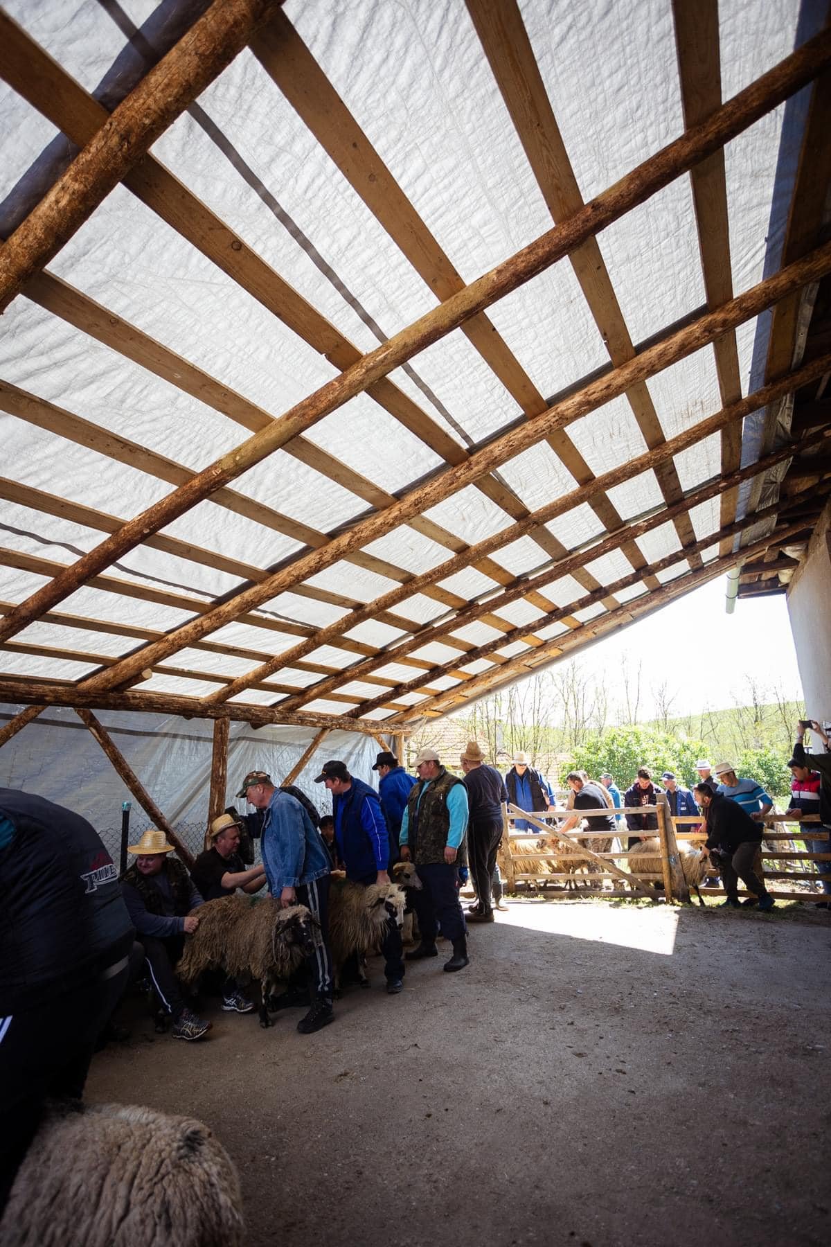 A hagyomány szerint gazdák megfejik saját juhaikat és a tejmennyiség alapján határozzák meg, hogy milyen sorrendben kapja egy-egy gazda a nyár folyamán az összes juh tejét •  Fotó: Folkotthon/Sándor Lóránd