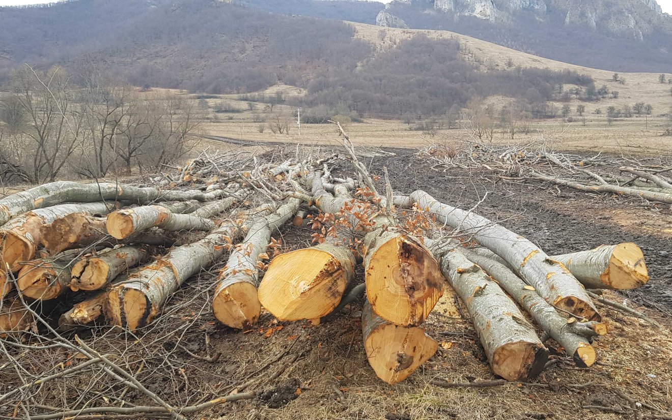 erdészeti törvénykönyv