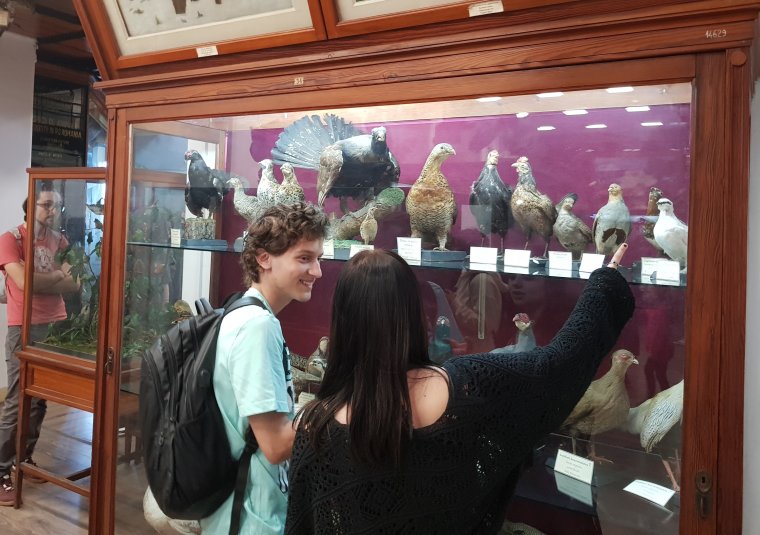 Ingyenes hétvége a kolozsvári Állattani Múzeumban: előadások, madárgyűrűzés és kézműves vásár várja a látogatókat