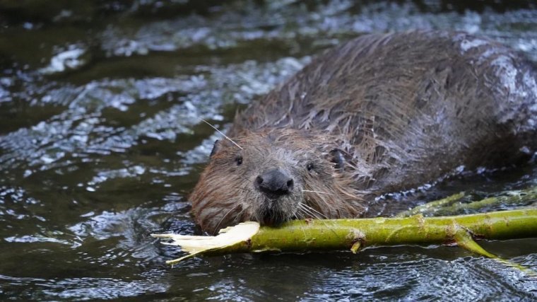 A hódokat ismerteti a Fogarasi-havasokban létrehozandó nemzeti park látogatóközpontja