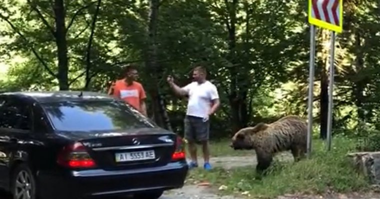 Medvéket etető személyeket bírságolt a csendőrség